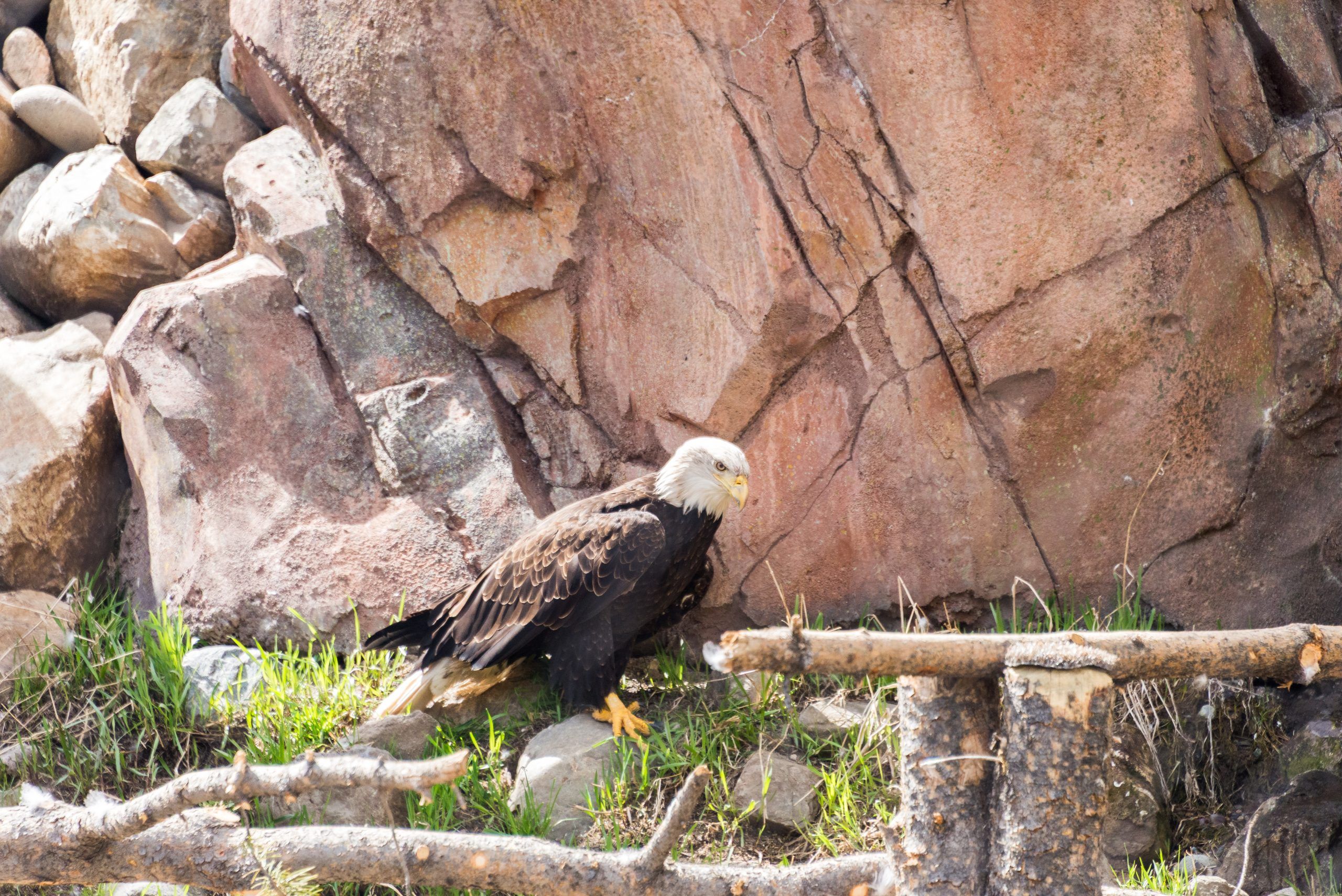 West Yellowstone, Montana, USA - May 15, 2017: Bald Eagle at Grizzly and Wolf Discovery Center West Yellowstone bald eagle