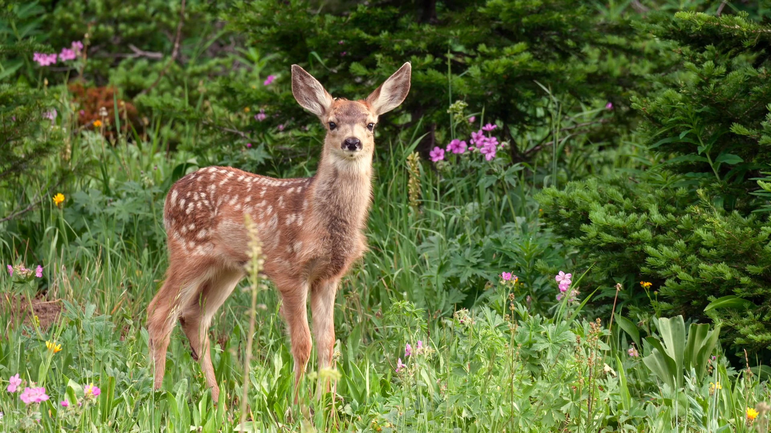 Baby Deer fawn among summer wildflowers, alert gaze Baby Deer fawn among summer wildflowers, alert gaze