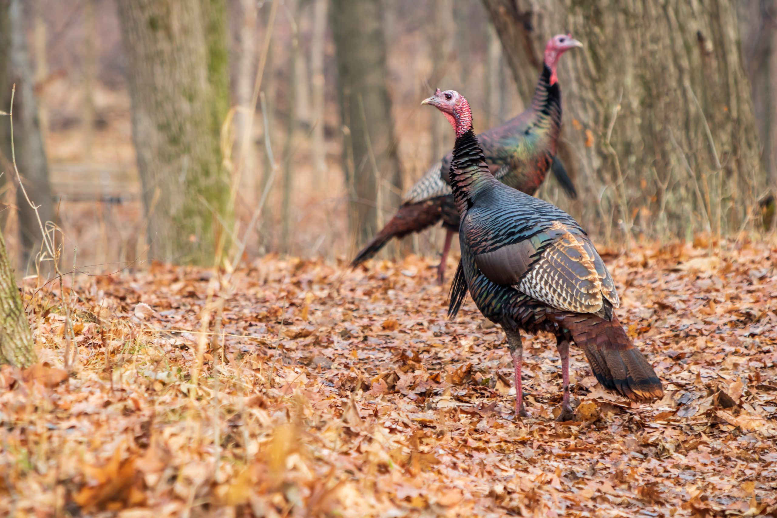 Wild turkeys in forest