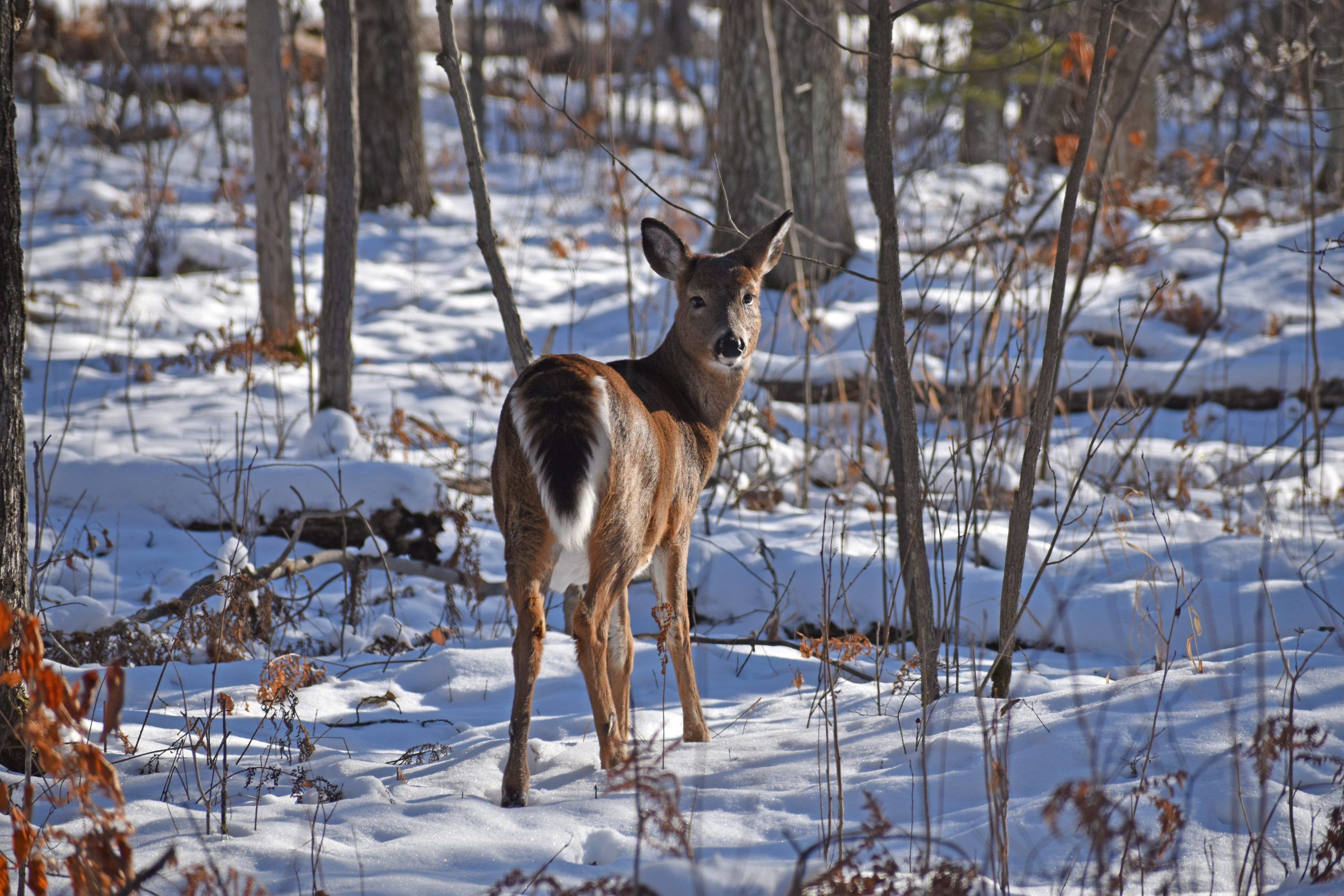 White-tailed deer